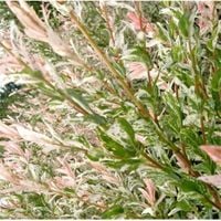 C2 WIERZBA HAKURO NISHIKI MIODODAJNA