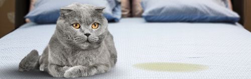 NEUTRALIZATOR ZAPACHU MOCZU KOTA ISOKOR 2 x 500ml ANTI URINE CLEANER na Arena.pl