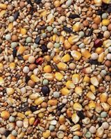 King mieszanka dla gołębi PIE pierzeniowa worek 25 kg