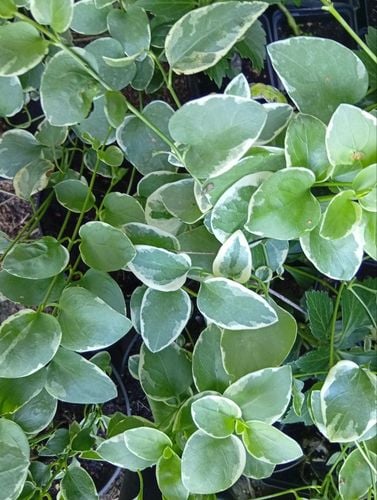 Barwinek większy Vinca major variegata fioletowy sadzonka w pojemniku 1-2l na Arena.pl