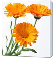 Obraz 60x70cm Słoneczne Kalendule