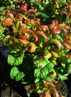 product-compare-60628372