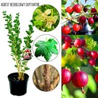 Agrest bezkolcowy Captivator mrozoodporny KRZEW 40–80 cm