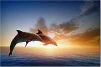 120CM 80CM OBRAZ ŚCIENNY DELFINY