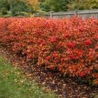 Głogownik kosmaty - krzew ozdobny, owoce, jesienne wybarwienie