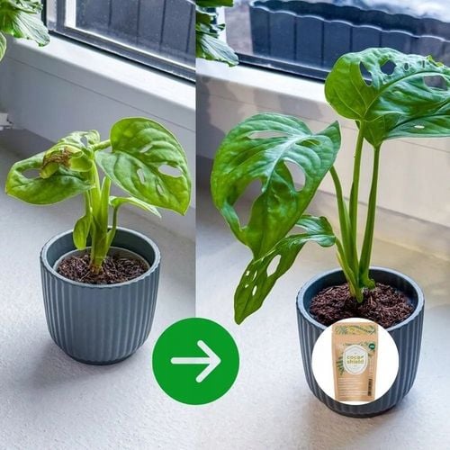 CocaShield Odżywka Do Roślin Ochrona ANTY - Szkodnik Niesamowicie na Arena.pl