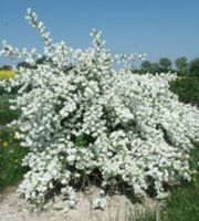OBIELA WIELKOKWIATOWA Exochorda racemosa NASIONA 150 sztuk - 10g.