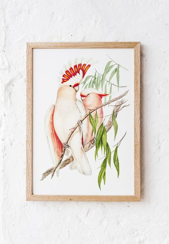 Plakat papugi vintage 30x40 cm na Arena.pl