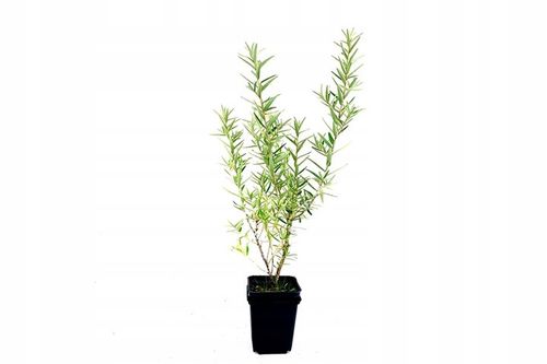 Rokitnik SAMOPYLNY bomba witamin 2 letnia, doniczka 2 litrowa na Arena.pl