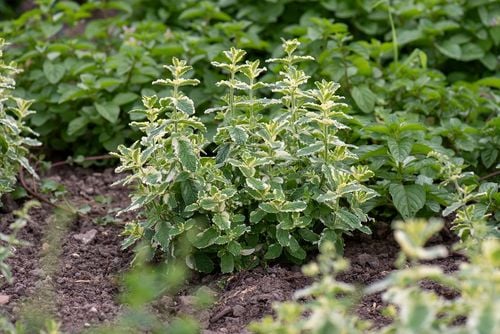 Mięta Variegata - Mentha rotundifolia na Arena.pl