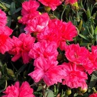 Gożdzik ogrodowy 'Melanie Red' (Dianthus) Czerwony Pełny Siny Pierzasty