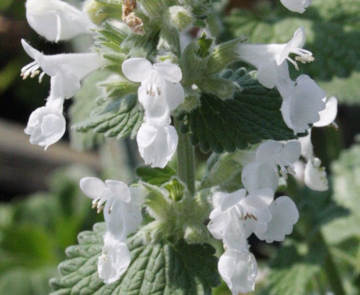 KOCIMIĘTKA FAASSENA Biała - sadzonki w doniczkach zdjęcie 3