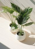 Plakat 50x70cm Doniczkowe Zarysy