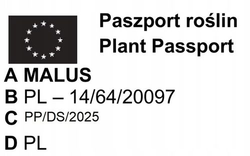JABŁOŃ GRUSZA CZEREŚNIA WIŚNIA BRZOSKWINIA MORELA KOLUMNOWE PAKIET 6 na Arena.pl