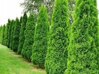 TUJA SZMARAGD THUJA SMARAGD IDEALNA NA ŻYWOPŁOT 40- 50 cm ŁADNE SADZONKI