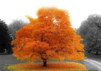 LIPA drobnolistna szczepiona na pniu WINTER ORANGE żółta 60 / 80 cm