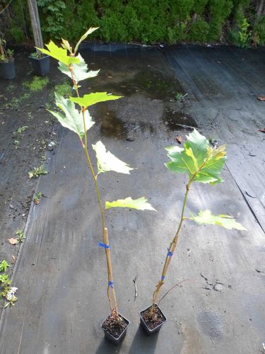 Platan 80-100cm P9 na Arena.pl