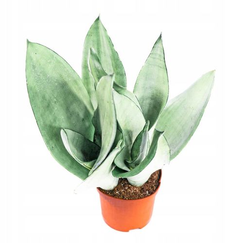 Sansevieria'Moonshine' KSIĘŻYCOWA PIĘKNOŚĆ -Sansewieria Wytrzymały Sukulent na Arena.pl
