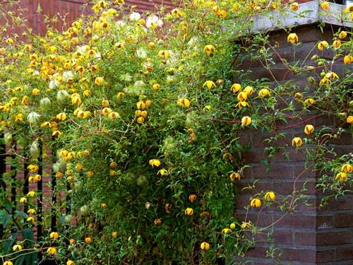 Powojnik Clematis Bill MacKenzie C2 E na Arena.pl