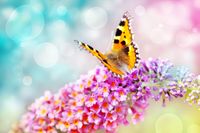 FOTOTAPETA ZWIERZĘTA NATURA KWIATY MOTYL 360x240