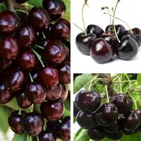 CZEREŚNIA KORDIA BARDZO DUŻE OWOCE PÓŹNA ODPORNA NA MROZY SADZONKI