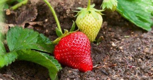 Linia kroplująca Z KOMPENSACJĄ nawadnianie kropelkowe 50m+56el. mocny wąż na Arena.pl