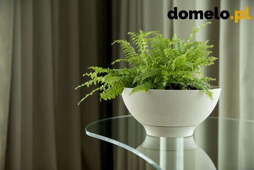 DONICZKA PLANET 260 A1 na Arena.pl