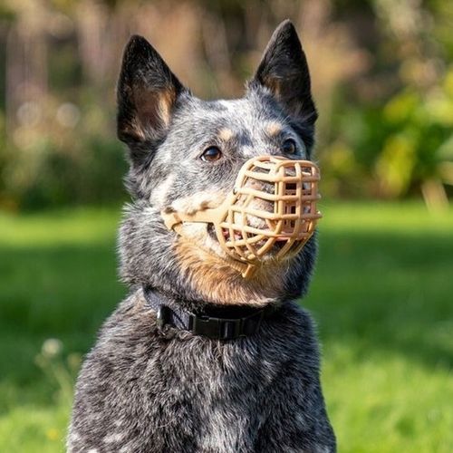 BASKERVILLE CLASSIC 6 KAGANIEC FIZJOLOGICZNY dla Psa z OSŁONĄ M/24/7cm na Arena.pl