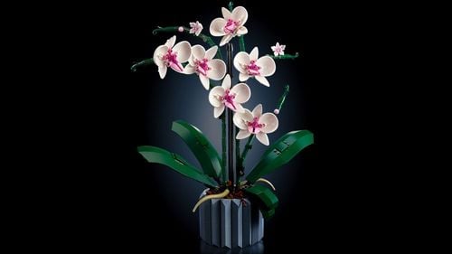 LEGO Icons Orchidea 10311 na Arena.pl