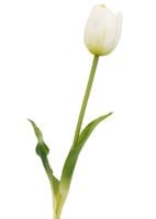 TULIPANY SILIKONOWE jak ŻYWE 40 cm TULIPAN SILIKONOWY BIAŁY ZIELONY