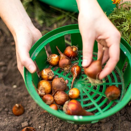 KADAX Koszyk Osłonka Do Sadzenia Cebulek fi 22cm na Arena.pl