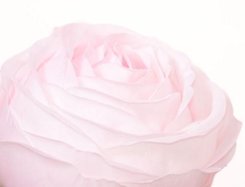 Róża główka różowa na Arena.pl