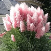 product-compare-60163459