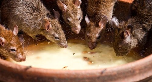 RATIMOR Trutka na myszy i szczury - Kostka woskowa Brodifakum 29ppm na Arena.pl