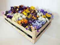 Bratki Bratek Drobnokwiatowy MIX 12 szt PROMOCJA