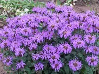 Pysznogłówka ogrodowa SUGAR BUZZ Blue Moon Monarda Niebieska Sadzonki 1L