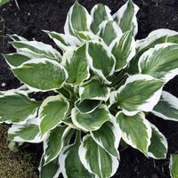 Funkia Hosta PATRIOT Biało-obrzeżona Do cienia Sadzonki w doniczkach 1L