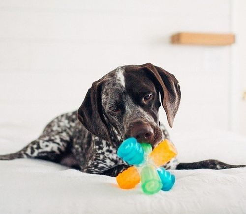 Outward Hound Triple Jack gryzak [67715] na Arena.pl
