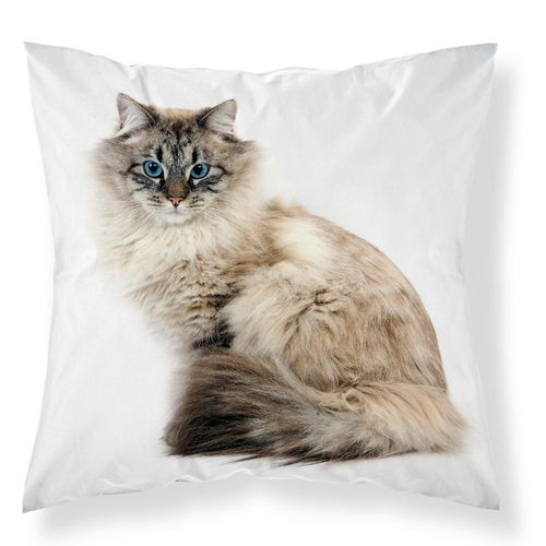 Poszewka Na Poduszkę 40X40 Kotek Mf 021 na Arena.pl