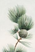 Plakat 61x91,5cm Gayo Matsu Pine, Morikaga Japoński Vintage