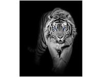 70X50CM OBRAZ DRUK TIGER IN THE DARK ŚCIAN