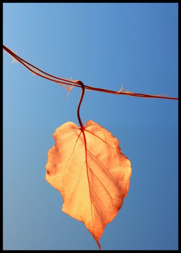 Plakat 64x90cm Ostatni Liść na Arena.pl