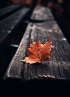 Plakat 40x55cm Pojedynczy Liść