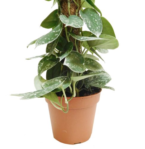 SCINDAPSUS SILVERY ANN pnącze 45 cm na Arena.pl