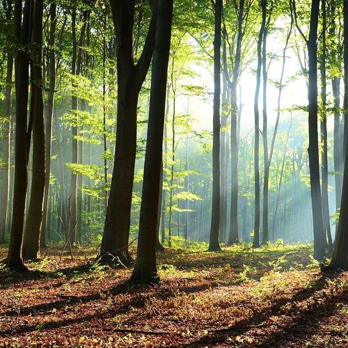 Deco Panel, Okno - gęsty las 60x40 na Arena.pl