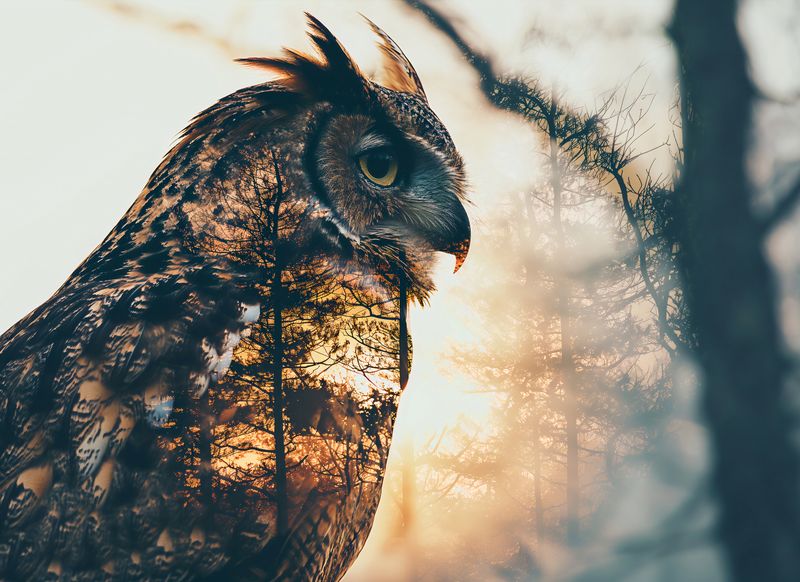 Plakat 55x40cm Sowi Duch zdjęcie 1