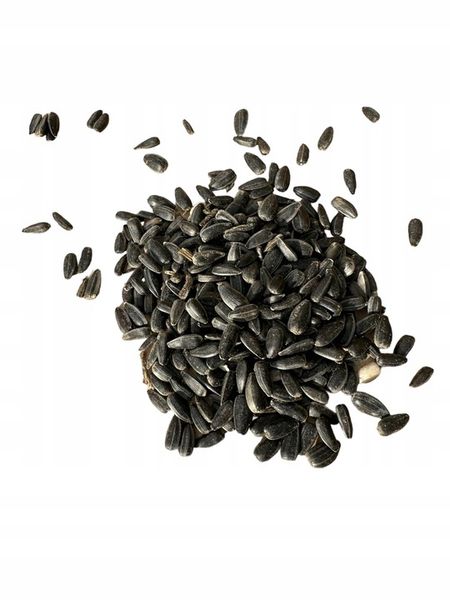 Słonecznik czarny 20 kg zdjęcie 4