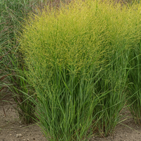 Proso rózgowate 'Buffalo Green' (Panicum virgatum) Doniczka 2.0L