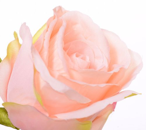 Róża wyrobowa morelowa na Arena.pl