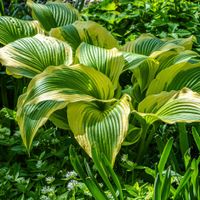 Funkia Hosta 'Queen Josephine' W DONICZCE 2.0L Żółte brzegi